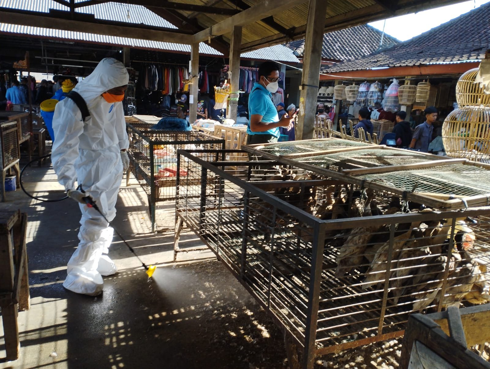 podiumnews.com-Antisipasi Flu Burung Diperpa Lakukan Gerakan Spraying